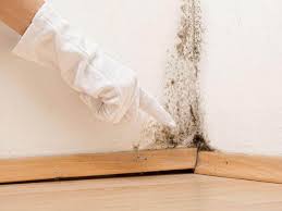 Trusted St Paris, OH Mold Removal Experts